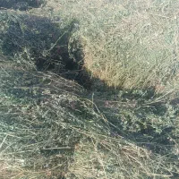 یونجه یا بیده