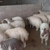 17 عدد بره نر درجه یک جفتی 40 ملیون