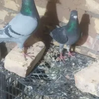 جفت پلاکی