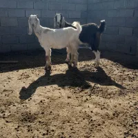 بزغاله ماده