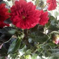 کوکب زیبامعاوضه
