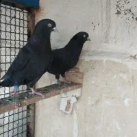 زاغ پاکستانی