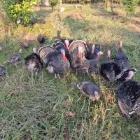 بوقلمون محلی نر ماده درشت