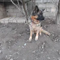 جفت ژرمن بلک نر ژرمن دورنگ ماده