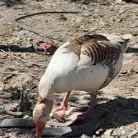 غاز محلی