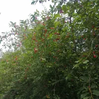 1200متر مربع باغ با سند تک برگ|فروش زمین و ملک کلنگی|رینه, |دیوار