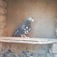 یک عدد سار نر