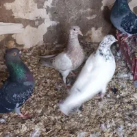 تعدادی کبوتر|پرنده|آبادان, |دیوار