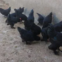 مرغ وخروس مرندی