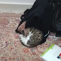 گربه خانگی واکسن زده شده شناسنامه دار|گربه|گنبد کاووس, |دیوار