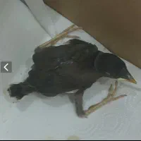 جوجه مینا درجه یک