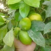 اجاره مغازه ۱۲۰۰ متری|اجارهٔ مغازه و غرفه|داراب, |دیوار