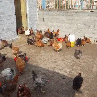 تعدادی مرغ تخم گذار ۹ماهه سالم قیمت توافقی|حیوانات مزرعه|زیرآب, |دیوار