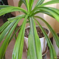 گل ذرتی 10 ساله