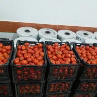 فروش و پیش فروش گوجه فرنگی