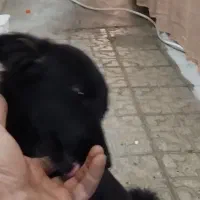 سگ مشکی|سگ|کاشمر, |دیوار