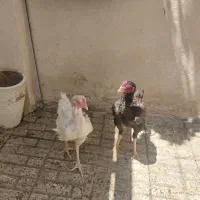 خروس سرخ سیاه ۶ماه مرغ سفید اصل لاری ۱۶ماهه