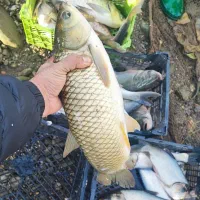 ماهی زنده فروش عمده