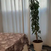 گلدان طبیعی شیفلرا