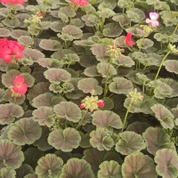 گلخانه تولید گل،شعمدانی،اطلسی،کالانکو،حسن یوسف