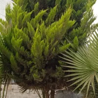 فروش درخت کاج|گل و گیاه طبیعی|لنگرود, |دیوار