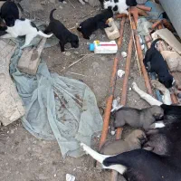 سگ فروشی|سگ|دوگنبدان, |دیوار