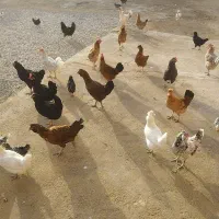 35عدد مرغ محلی دونه 400مقطوع گلین ریشو همه نوع