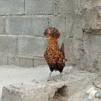 یک عدد مرغ سلطانی