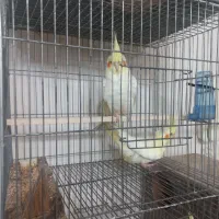 من به اندازه آواز پرنده زنده ام عروس و قناری|پرنده|یزد, |دیوار