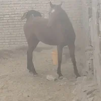 کره مادیان سرو دمگیر کوار