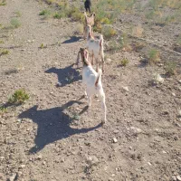 بزغاله فروشی|حیوانات مزرعه|هیرمند, |دیوار