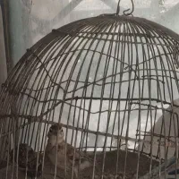 سهره ماده آماده|پرنده|تهران, فلاح|دیوار