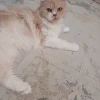 گربه ماده نژاد عالی