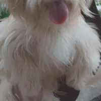 گمشده|حیوانات|شهریار, فرارت|دیوار