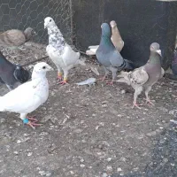 کبوترخطی|پرنده|اقبالیه, |دیوار