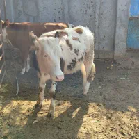 گاو و گوساله سمینتال سه راس مخصوص کشتار و داشتی|حیوانات مزرعه|قائم‌شهر, |دیوار