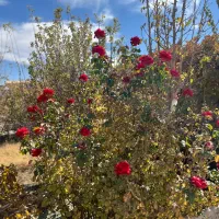 زمین-واقع-در-بندر-عباس