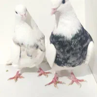 طوقی جفت الماسی اجری|پرنده|رباط‌کریم, رباط‌کریم|دیوار