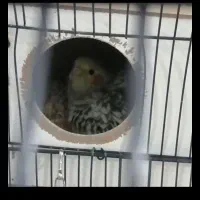 عروس هلندی جفت|پرنده|مشهد, تلگرد|دیوار