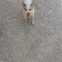 سگه