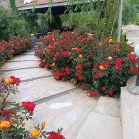 اجاره باغ ویلا مناسب تولد،عقد،تولد و مراسمات|اجارهٔ کوتاه‌مدت ویلا و باغ|شیراز, گویم|دیوار