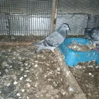 معامله پلاکی با کبوتر رنگی