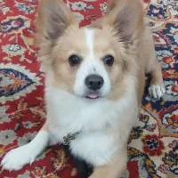 سگ ماده|سگ|پاکدشت, پاکدشت (مامازند)|دیوار