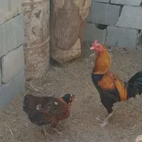 مرغ و خروس