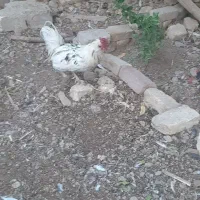فروش مرغ گلین وخروس وبوقلمون واردک اسرائیلی|حیوانات مزرعه|پیر بکران, |دیوار