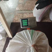 گندم بذری