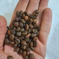 دان قهوه درجه یک|خوردنی و آشامیدنی|تهران, عباسی|دیوار