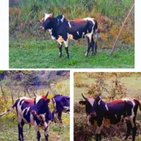 گاو گوساله چکی۳ماهه چک صیادی فروشنده تماس