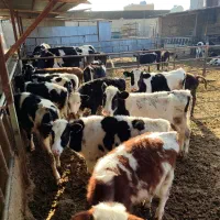 24راس گوساله نر و هلشتاین سیمینتال گاو