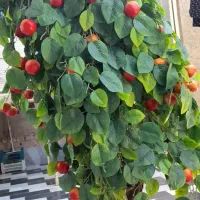 درخچه مصنوعی سیب|گل مصنوعی|زابل, |دیوار